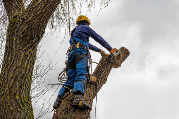 Arial, SC Tree Services Company